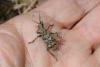 Rhagium sycophanta